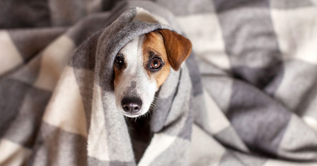 ¿CÓMO AFECTA EL CAMBIO DE TIEMPO EN LOS PERROS? Clínica Veterinaria Galán