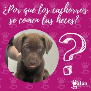 Cachorros con comportamiento de coprofagia en perros