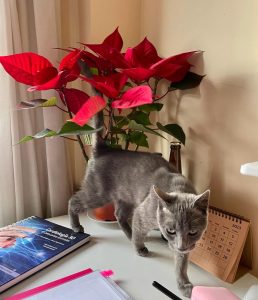Gato junto a una planta tóxica en casa
