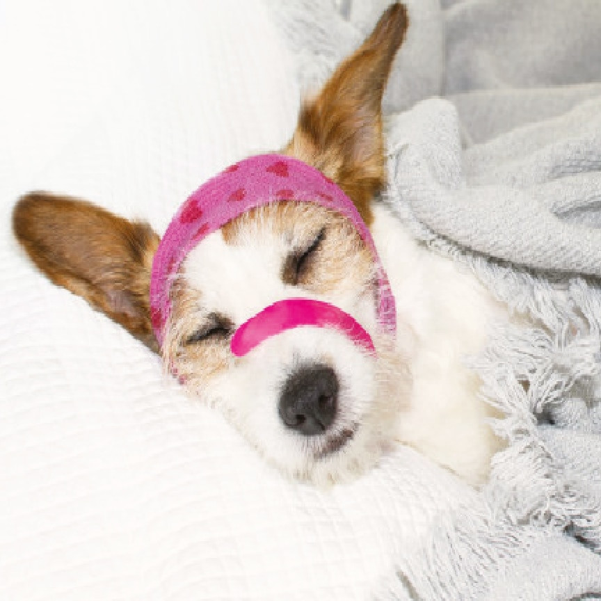 clinica-veterinaria-galan-urgencias-24-horas