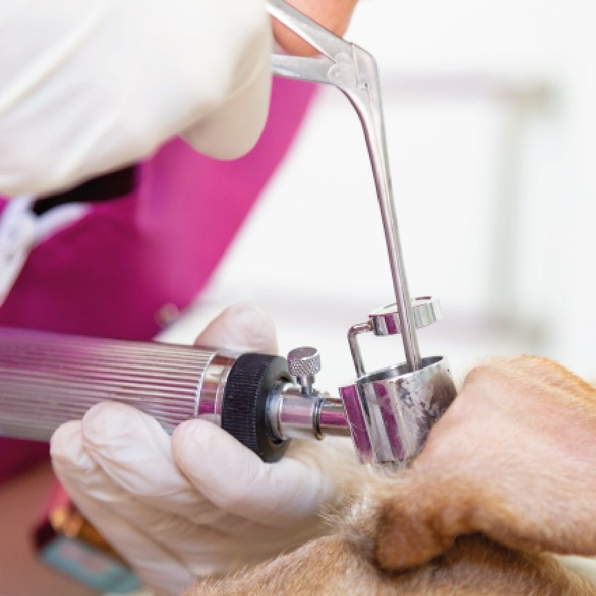 clinica-veterinaria-galan-medicina-interna