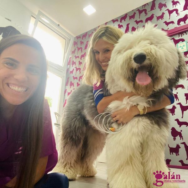 Perro en consulta veterinaria en Clínica Veterinaria Galán, cuidado cercano con Plan Amigo